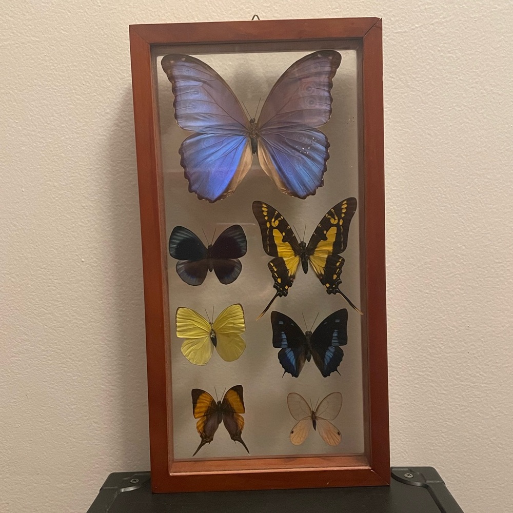 Framed Butterfly Display with Assorted Butterflies